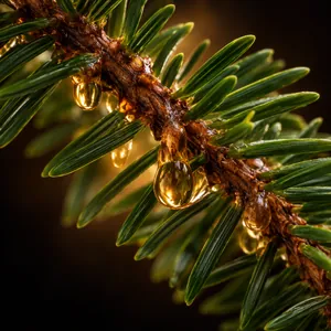 Fir resin