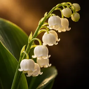 Lily of the valley